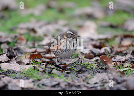 Rotdrossel (Turdus Iliacus) auf Nahrungssuche am Boden im winter Stockfoto