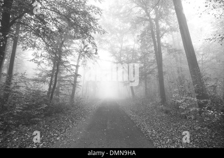 Waldweg im Nebel Stockfoto