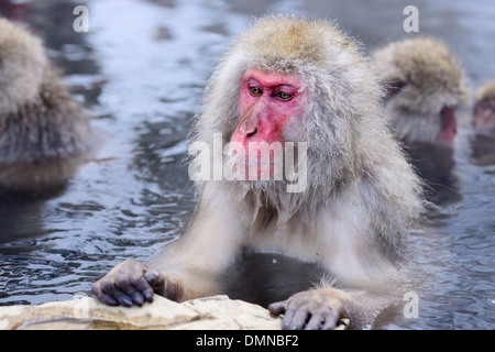 Makaken Bad in heißen Quellen in Nagano, Japan. Stockfoto