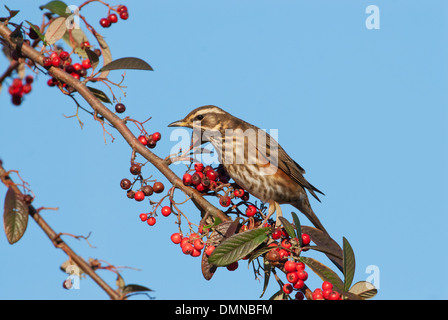 Rotdrossel (Turdus Iliacus) Futter für Winter Beeren Stockfoto