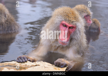 Makaken Bad in heißen Quellen in Nagano, Japan. Stockfoto