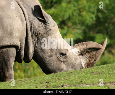 Nahaufnahme des Kopfes eine Beweidung weiße Nashorn (Rhinoceros Ceratotherium Simum) Stockfoto