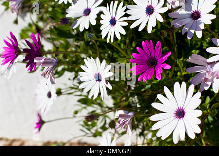 Osteospermum Blumen auf sonnigen Tag. Horizontalen Schuss Stockfoto