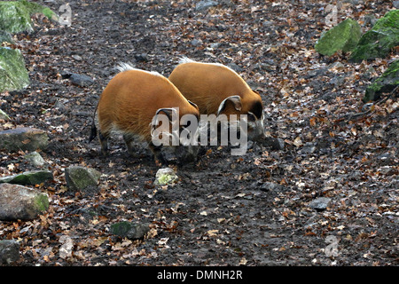 Zwei Futtersuche African Red-River-Schweine oder Buschschweine (Potamochoerus Porcus) Stockfoto