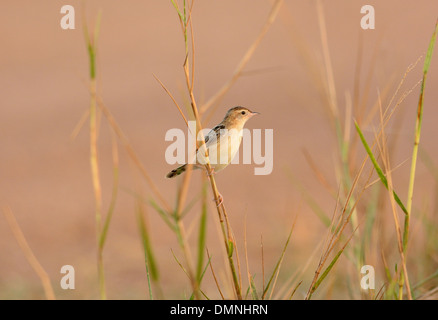 schöne drolligen Cistensänger (Cistensänger kommt) auf Anhöhe Stockfoto