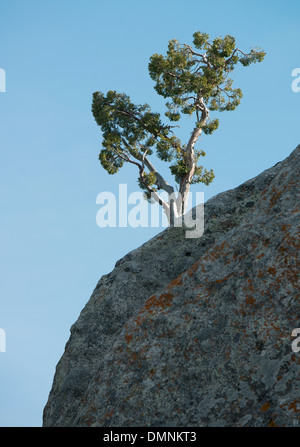 Utah-Wacholder (Juniperus Osteosperma) wächst auf Granitklippe, Stadt der Felsen Nationalreservat, Idaho Stockfoto