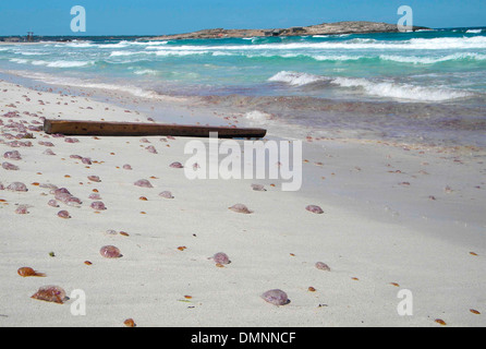 Quallen gesehen gestrandete auf Sand in einem Strand auf der Insel Mallorca, Spanien Stockfoto