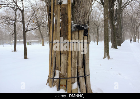 Parc Lafontaine unter einer Schneedecke in Montreal, Quebec. Stockfoto