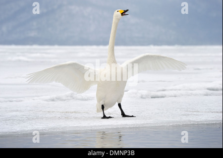 Singschwan (Cygnus Cygnus) Erwachsene, Anzeige bei der Balz auf Schnee bedeckt zugefrorenen See, See Kussharo, Hokkaido, Japan Stockfoto