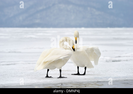 Whooper Schwan (Cygnus Cygnus) Erwachsene, bedeckt während der Balz auf Schnee zugefrorenen See, See Kussharo, Akan N.P., Hokkaido, Japan, Stockfoto