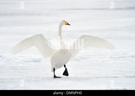 Singschwan (Cygnus Cygnus) Erwachsene, Anzeige bei der Balz auf Schnee bedeckt zugefrorenen See, See Kussharo, Hokkaido, Japan Stockfoto