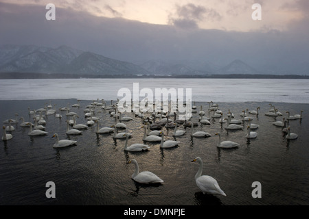 Singschwäne (Cygnus Cygnus) ruhen im Freiwasser bei Sonnenuntergang Kussharo See, Akan Nationalpark, Hokkaido, Japan. Stockfoto