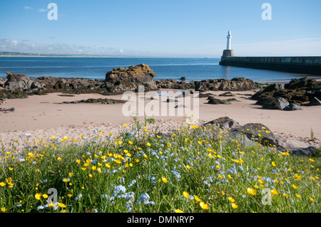 Torry Leuchtturm Wildblumen Pier Aberdeen Strand Stockfoto