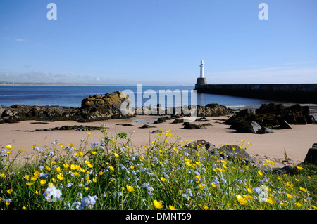 Torry Leuchtturm Wildblumen Pier Aberdeen Strand Stockfoto