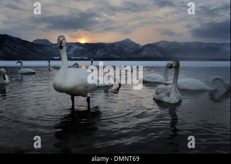 Singschwäne (Cygnus Cygnus) stehend im Wasser Sonnenuntergang, Blick in die Kamera, Kussharo See, Akan-Nationalpark, Hokkaido, Japan Stockfoto