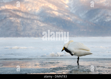 Singschwan auf zugefrorenen See und Schratching stehen. Stockfoto