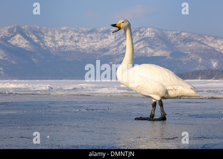 Singschwan, Trompeten und zu Fuß auf den zugefrorenen See. Stockfoto