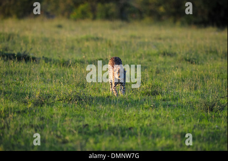 auf Safari in Afrika mit den wilden Tieren Stockfoto