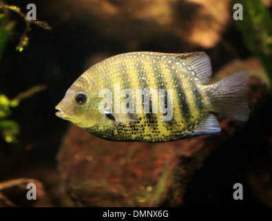 Afrikanische Buntbarsche, Buntbarsche, Barsch, Chordata. Süßwasserfische aus Malawi-See. Stockfoto