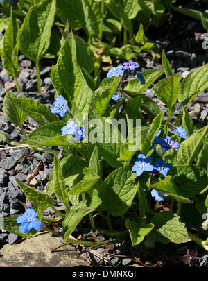 Creeping Navelwort, blau – Eyed Mary, Vergissmeinnicht, Omphalodes Verna, Boraginaceae kriechend. Europa. Sy-Cynoglossum omphaloides Stockfoto