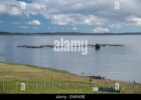 Lachsfarm, Unst, Shetland, Schottland Stockfoto