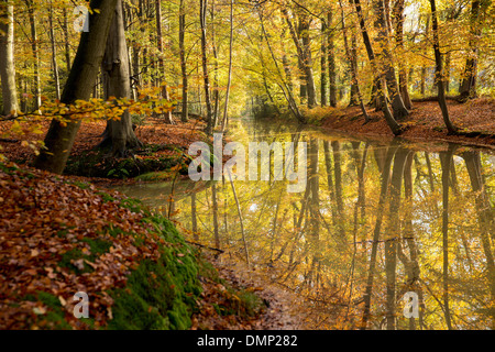 Niederlande,'s-Graveland, Landgut namens Spanderswoud. Herbstfarben im Wald. Stockfoto