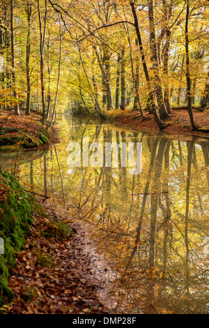 Niederlande,'s-Graveland, Landgut namens Spanderswoud. Herbstfarben im Wald. Stockfoto