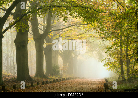 Niederlande,'s-Graveland, Landgut namens Spanderswoud. Farben des Herbstes. Buche-Gasse Stockfoto
