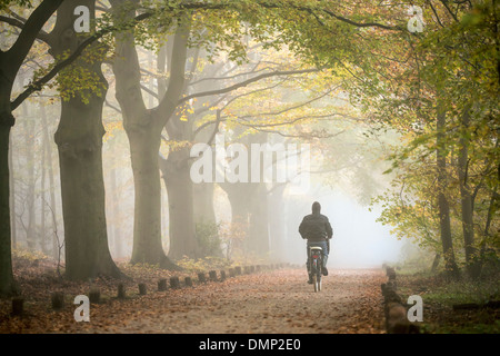 Niederlande,'s-Graveland, Landgut namens Spanderswoud. Farben des Herbstes. Buche-Spur. Radrennfahrer Stockfoto