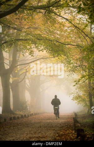 Niederlande,'s-Graveland, Landgut namens Spanderswoud. Farben des Herbstes. Buche-Spur. Radrennfahrer Stockfoto