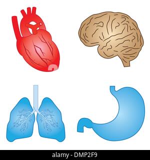 Menschliche Organe. Stock Vektor