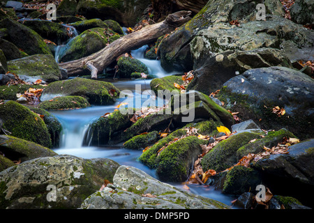 Bach im Wald mit Wasser fließt über die Felsen mit Motion Blur Stockfoto