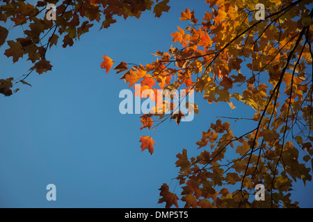 Yellow and Orange Autumn Leaves Stockfoto