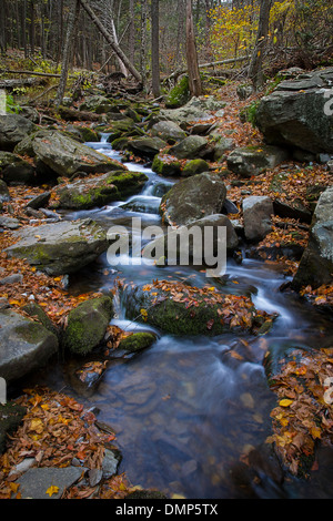 Bach im Wald mit Wasser fließt über die Felsen mit Motion Blur Stockfoto