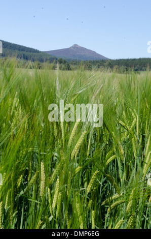 Gerste und Bennachie O' Tippen Sie aberdeen Stockfoto