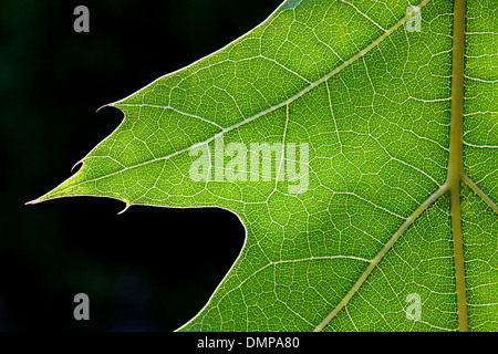 Nahaufnahme der grünen Northern Red Oak / Eiche-Weltmeister (Quercus Rubra / Quercus Borealis) Blatt mit Lappen und Muster der Venen Stockfoto