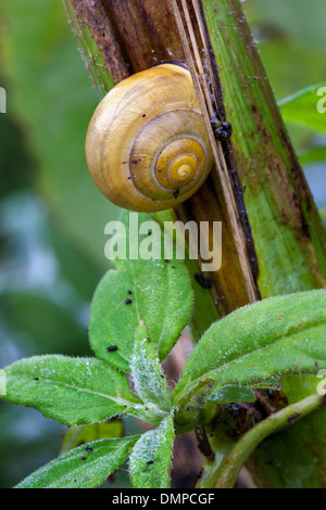 Nahaufnahme von Wäldchen Schnecke (Arianta Arbustorum) am Stiel im Garten Stockfoto