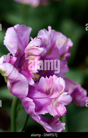 Blaue Papageien-Tulpe (Tulipa Gesneriana) Stockfoto