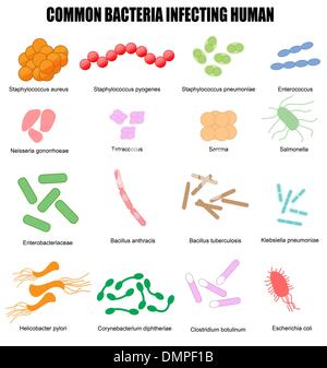 Gemeinsamen Bakterien infizieren Menschen Stock Vektor