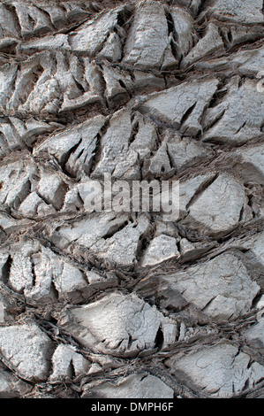 Baumrinde, Palm, Caleta de Fuste, Fuerteventura, Kanarische Inseln, Spanien. Stockfoto