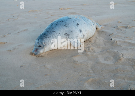 Tot (Hafen) gemeinsame Dichtung am Strand. Stockfoto