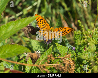 Silber-washed Fritillary Schmetterling, Flügel, die zum Teil verletzt, in einem norwegischen Sommer Wald Stockfoto