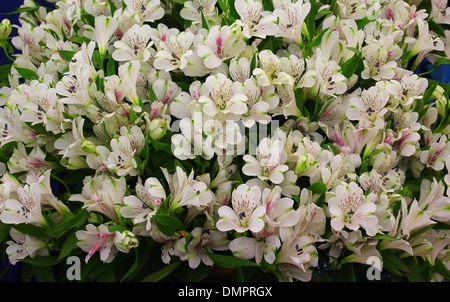 Weißen Blüten Haufen mit frischen grünen Blättern Stockfoto