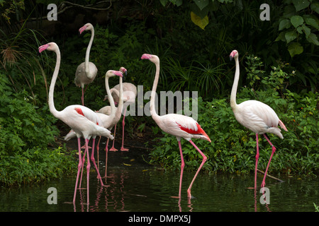 Herde von Rosaflamingos (Phoenicopterus Roseus) waten im Wasser Stockfoto