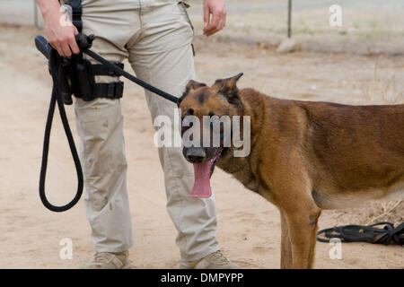 20. August 2009 - San Diego, Kalifornien, USA - die k-9 Gebrauchshund Militäreinheit in Camp Pendleton, Kalifornien trainiert K9 Hunde für den Einsatz in Irak und in Afghanistan auf eine speziell gestaltete Anlage auf Basis. Die Hunde sind geschult und für die verschiedenen Aufgaben einschließlich der Erkennung von Sprengstoff, Drogen, Verfolgung von Verdächtigen und klassifiziert Operationen genutzt. (Kredit-Bild: © Nick Morris/Southcr Stockfoto
