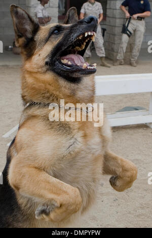 20. August 2009 - San Diego, Kalifornien, USA - die k-9 Gebrauchshund Militäreinheit in Camp Pendleton, Kalifornien trainiert K9 Hunde für den Einsatz in Irak und in Afghanistan auf eine speziell gestaltete Anlage auf Basis. Die Hunde sind geschult und für die verschiedenen Aufgaben einschließlich der Erkennung von Sprengstoff, Drogen, Verfolgung von Verdächtigen und klassifiziert Operationen genutzt. (Kredit-Bild: © Nick Morris/Southcr Stockfoto