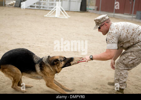 20. August 2009 - San Diego, Kalifornien, USA - die k-9 Gebrauchshund Militäreinheit in Camp Pendleton, Kalifornien trainiert K9 Hunde für den Einsatz in Irak und in Afghanistan auf eine speziell gestaltete Anlage auf Basis. Die Hunde sind geschult und für die verschiedenen Aufgaben einschließlich der Erkennung von Sprengstoff, Drogen, Verfolgung von Verdächtigen und klassifiziert Operationen genutzt. (Kredit-Bild: © Nick Morris/Southcr Stockfoto