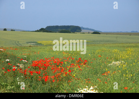 Wiltshire Landschaft entlang A303 Stockfoto