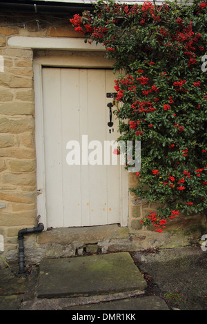 Traditionelle hölzerne Tür flankiert von roten Pyracantha;  dorniger immergrüner Strauch auf englischen Landhaus, Peak District, Derbyshire Stockfoto