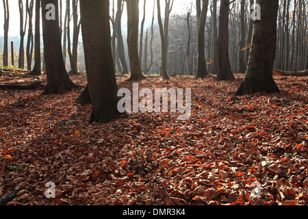 Buchenwald an den Hängen des Berges Zaruby, männliche Karpaty, Slowakei. Stockfoto